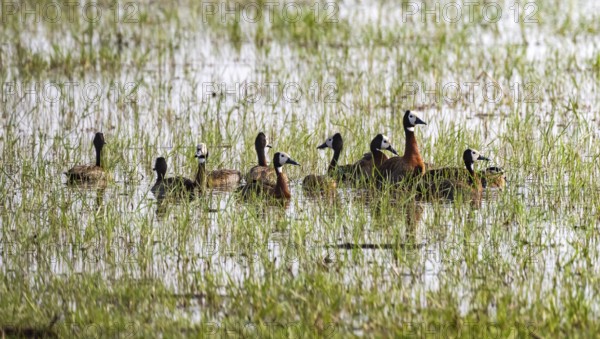 Widow-whistling goose (Dendrocygna viduata), group in the water, Okavango Delta, Moremi Game