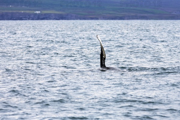 Humpback whale (Megaptera novaeangliae) swimming at the surface, pectoral fin, whale watching in