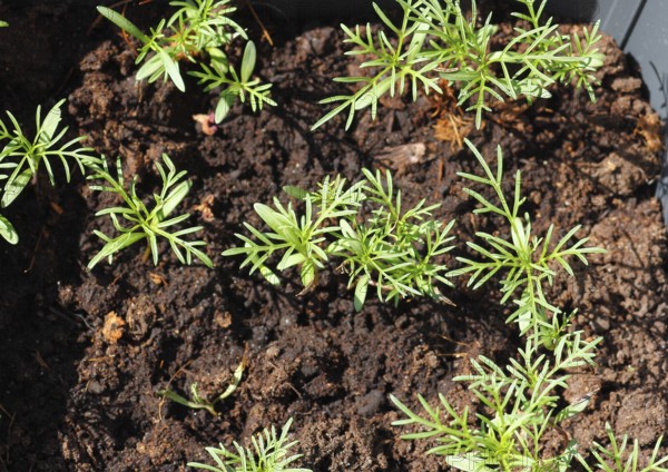 Ornamental basket 'Sensation Mix' (Cosmos bipinnatus), seven weeks after sowing, top view, North