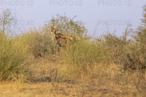 Nilgau antelope cows (Boselpahus tragocamelus) in the Thar Desert or Great Indian Desert, near