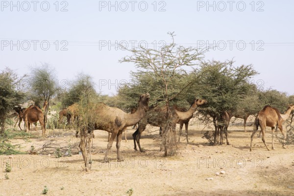 Dromedaries (Camelus dromedarius) feeding on trees in the Thar Desert or Great Indian Desert, near