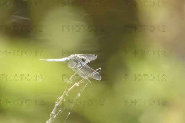 Dragonfly on a lake shore, July, Germany