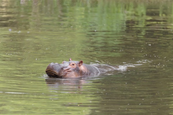 An adult hippopotamus (Hippopotamus amphibius) swimming in a river