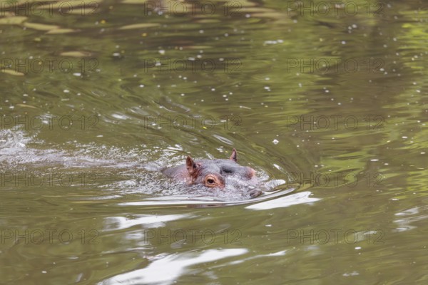 An adult male hippopotamus (Hippopotamus amphibius) shows aggression and defends its territory