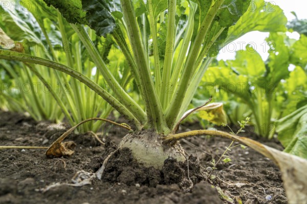Sugar beet in a field, still growing, west of Kerken, on the Lower Rhine, North Rhine-Westphalia,