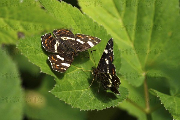 Map Butterfly (Araschnia levana, July, Saxony, Germany