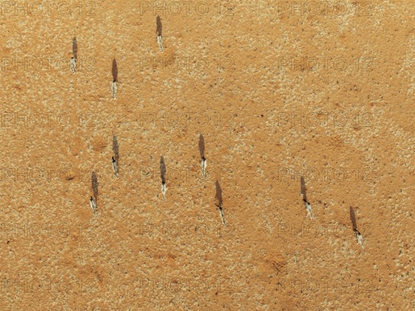 Gemsbok (Oryx gazella). Roaming an arid plain at the edge of the Namib Desert. Aerial view. Drone