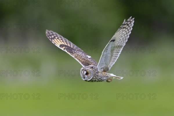Long-eared owl (Asio otus) in flight over grassland at forest edge, hunting for rodents like mice