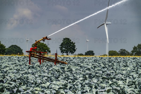 Agriculture, artificial irrigation of a field, irrigation system, cabbage cultivation, red cabbage,