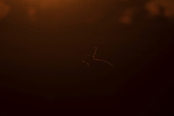 European brown hare (Lepus europaeus) adult animal rim lit from backlighting in a farmland field at