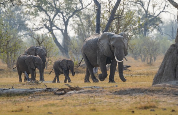 African elephant (Loxodonta africana), group with young, Okavango Delta, Moremi Game Reserve,