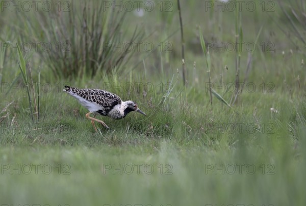 Ruff (Philomachus pugnax) in a meadow, Texel, North Holland, Netherlands