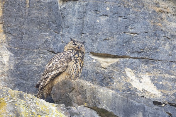Eurasian Eagle-owl (Bubo bubo) adult bird in the rock face Germany