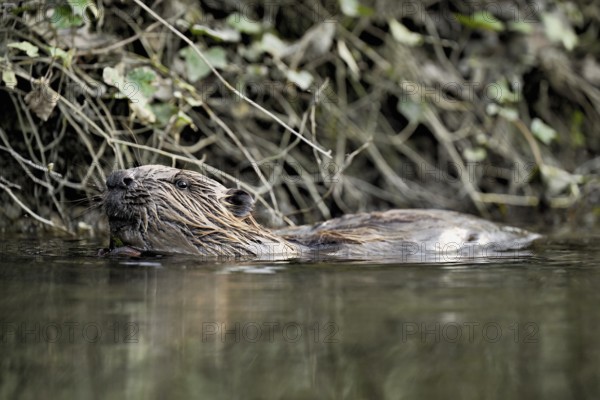 Eurasian beaver, European beaver (Castor fibre), swimming in a stream, Canton Zug, Switzerland