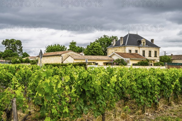 Vineyard of Chateau Pichon Longueville Baron Vineyard and grape fields around Pauillac, Bordeaux,