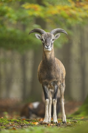 European mouflon (Ovis aries musimon) ram (male) standing in a forest in autumn, Bavaria, Germany