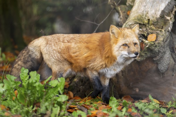Red fox (Vulpes vulpes) standing in a forest in autumn, Bavaria, Germany