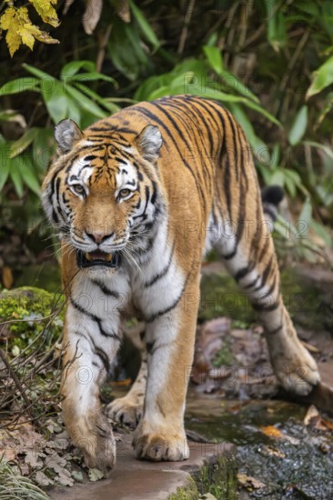 Siberian tiger or Amur tiger (Panthera tigris altaica) walking on the ground in autumn, captive,