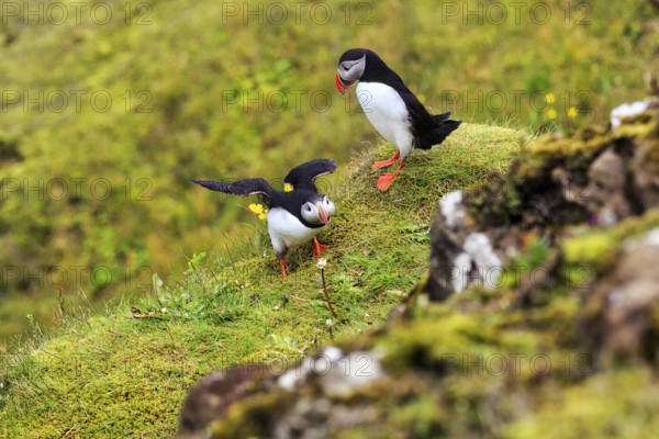 Two puffins (Fratercula arctica) on a grassy bird cliff, Cape Dyrhólaey in summer, Dyrholaey, Vík í