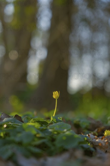 Nature photograph of lesser celandine (Ficaria verna) in spring, nature photo, flora, plant,