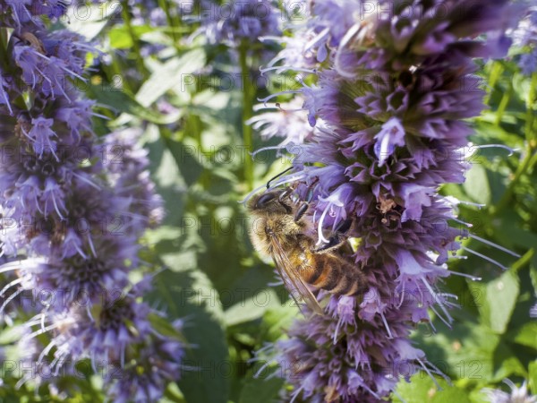 Honey bee (Apis) sitting on scented nettle, aniseed scented nettle, aniseed hyssop, aniseed giant