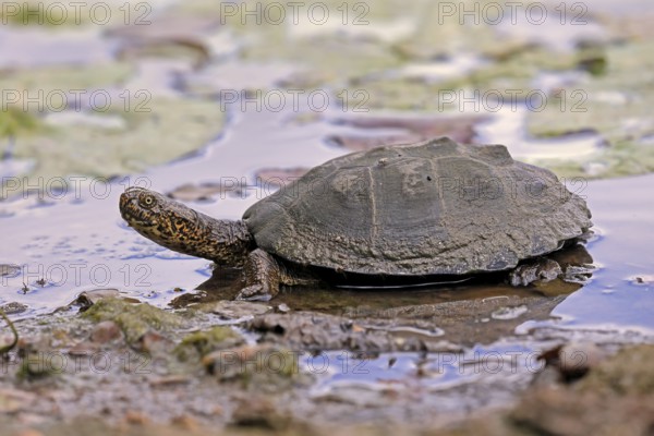 Pan Hinged Terrapin (Pelusios subniger), adult, in water, Kruger, Kruger National Park, South