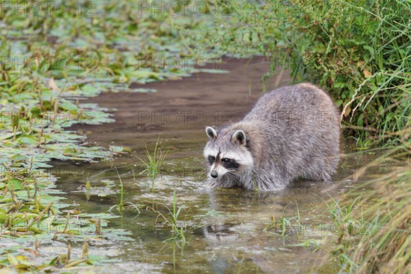 An adult raccoon (Procyon lotor) searches for food in the shallow water of a stream surrounded by