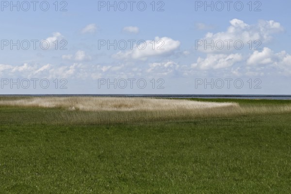 Salt marshes on the North Sea, North Sea coast, dyke foreland between Duhnen, Sahlenburg and