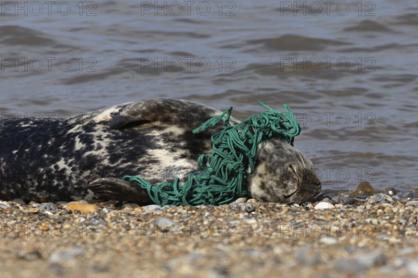 Grey seal (Halichoerus grypus) adult animal with netting wrapped around its body resting on a