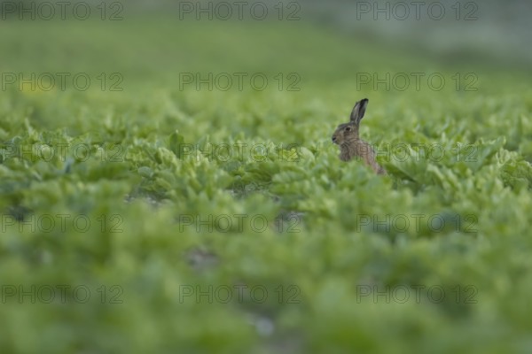 European brown hare (Lepus europaeus) adult animal in a farmland sugar beet crop, England, United
