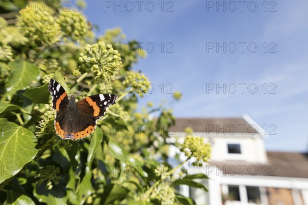 Red admiral butterfly (Vanessa atalanta) adult insect feeding on Ivy (Hedera helix) flowers in