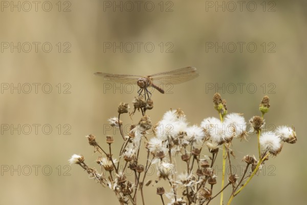 Common darter dragonfly (Sympetrum striolatum) adult insect resting on a flower seedhead in summer,