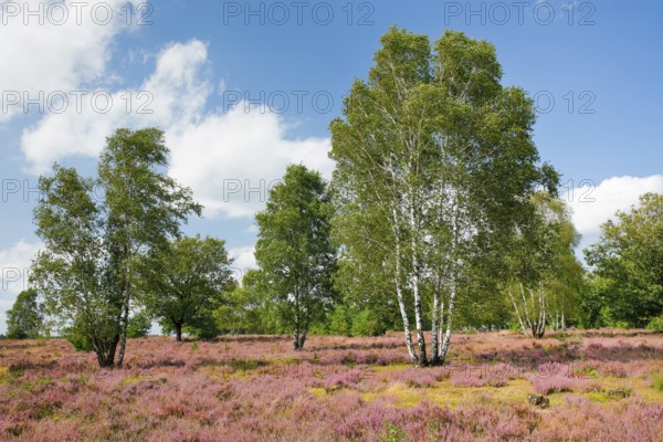 Large birch trees in the blooming Lüneburg Heath, Lower Saxony, Germany