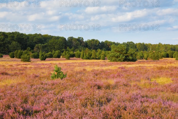 Trees and blooming heath near Oberhaverbeck in the Lüneburg Heath nature park Park, Lower Saxony,