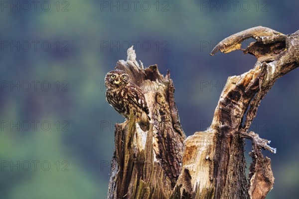 Little owl (Athene noctua) sitting on dead wood, prey in its beak, Höxter, Weserbergland, North
