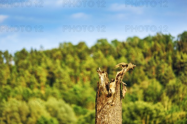 Little owl (Athene noctua) sitting on dead wood, Höxter, Weserbergland, North Rhine-Westphalia,