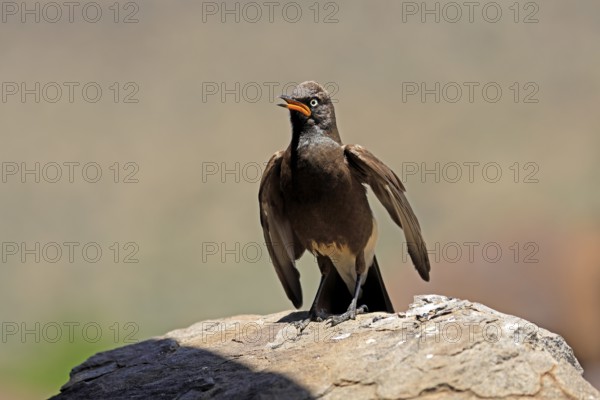 Bicoloured Glossy Starling (Lamprotornis bicolor), adult, on rocks, calling, alert, Mountain Zebra