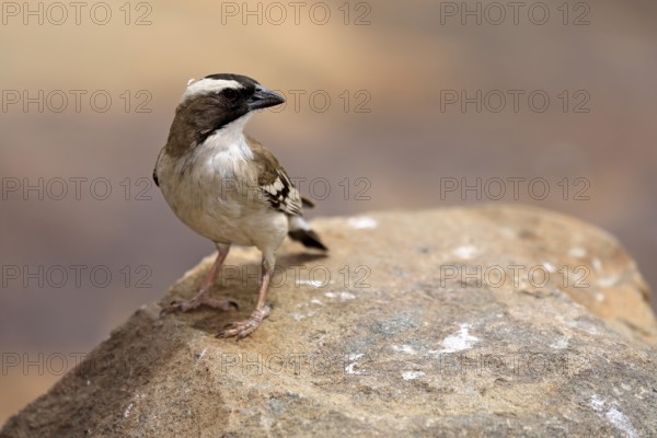 White-browed Weaver (Plocepasser mahali), adult male, on the ground, alert, Mountain Zebra National