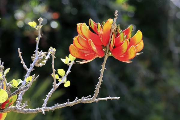Erythrina acanthocarpa, Tambuki thorn, flowering, flowers, Karoo Desert Botanic Garden, Worcester,