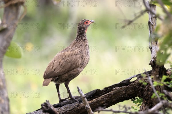 Swainson's francolin (Pternistis swainsonii), adult, alert, perch, Kruger, Kruger National Park,