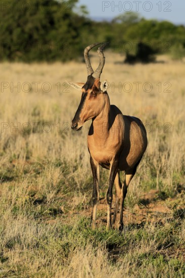 Red hartebeest (Alcelaphus buselaphus caama), Kaama, adult, alert, foraging, Mountain Zebra