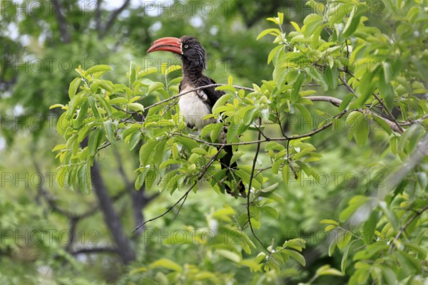 South African crowned hornbill (Lophoceros alboterminatus suahelicus), adult, on tree, alert,