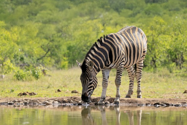 Burchell's zebra (Equus quagga burchelli), Burchell's zebra, adult, at the water, waterhole,