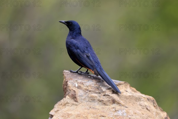 Red-winged Starling (Onychognathus morio), adult, on rocks, male, alert, Mountain Zebra National