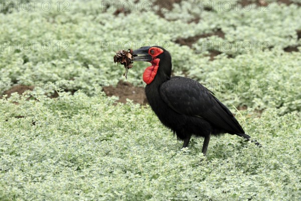 Red-faced Hornbill (Bucorvus leadbeateri), Southern ground hornbill, Red-cheeked Hornbill, Kaffir