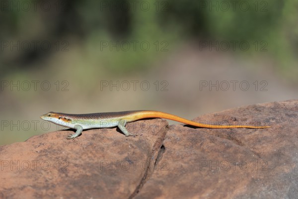 Rainbow skink (Trachylepis margaritifera), adult, male, on rocks, foraging, Kruger, Kruger National