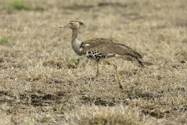 Kori Bustard (Ardeotis kori), Kori Bustard, adult, foraging, alert, Kruger, Kruger National Park,