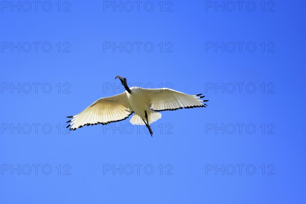 Pharaoh ibis (Threskiornis aethiopicus), adult, flying, Table Mountain National Park, Western Cape,