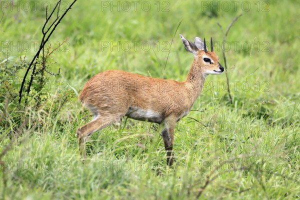 Steenbok (Raphicerus campestris), adult, male, foraging, vigilant, dwarf antelope, Kruger, Kruger