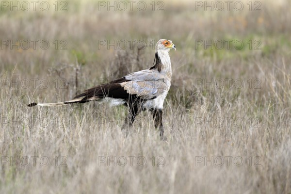 Secretary (Sagittarius serpentarius), adult, foraging, alert, Mountain Zebra National Park, Eastern